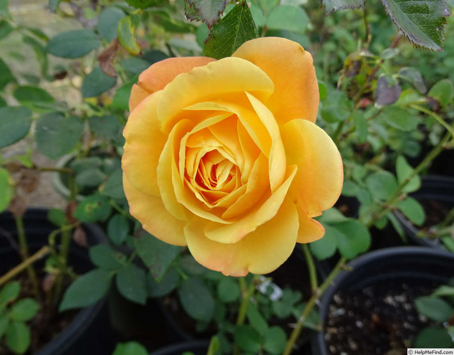 'Devotion (hybrid tea, Ilsink, 2003)' rose photo