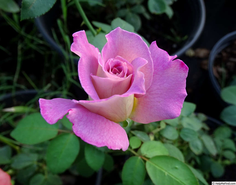 'Double Feature' rose photo