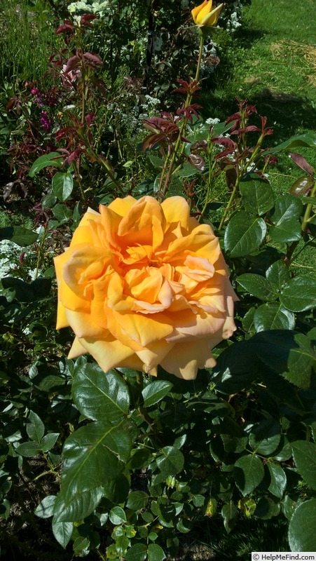 'Golden Emblem (pernetiana, McGredy 1916)' rose photo