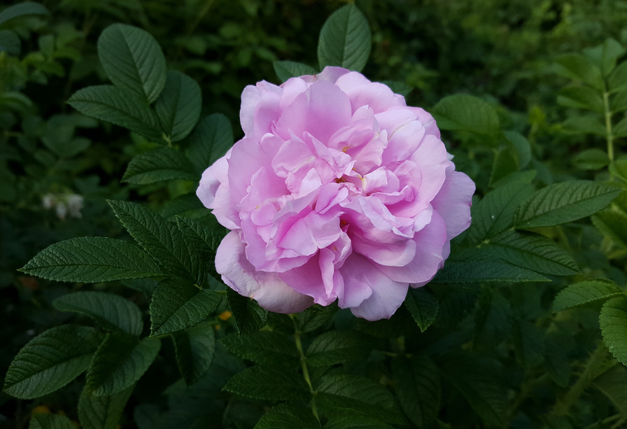 'Фруктовый Пломбир' rose photo