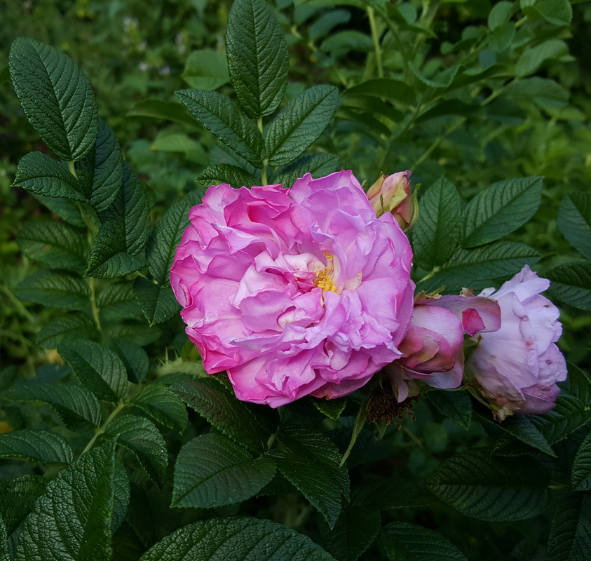 'Фруктовый Пломбир' rose photo