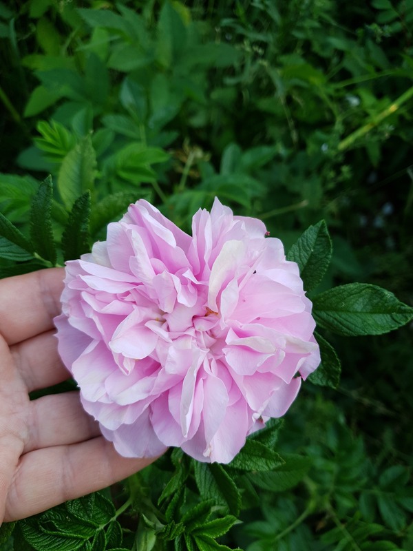 'Фруктовый Пломбир' rose photo