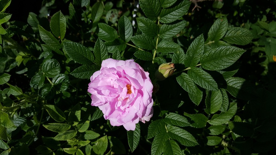 'Фруктовый Пломбир' rose photo