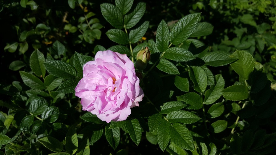'Фруктовый Пломбир' rose photo