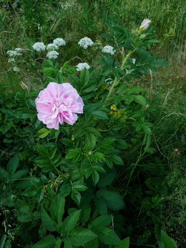 'Фруктовый Пломбир' rose photo