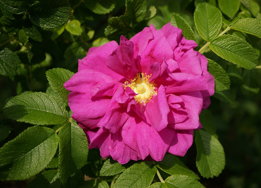 'South Park' rose photo