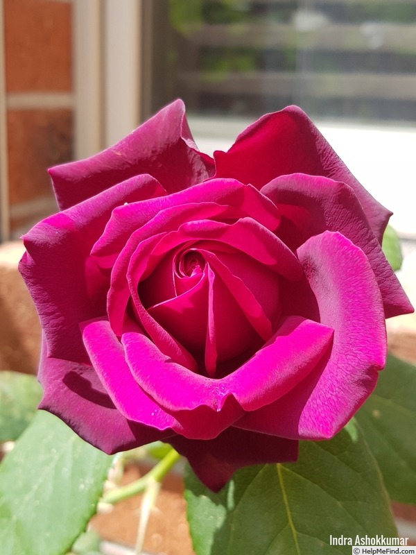 'Dark Desire' rose photo