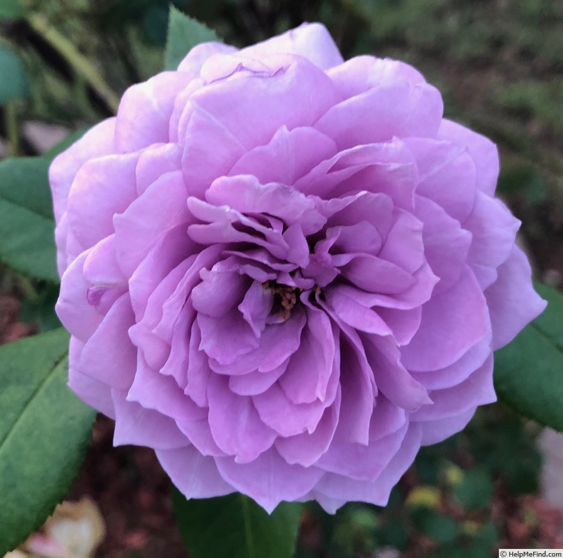 'Poseidon (floribunda, Kordes, 2004)' rose photo