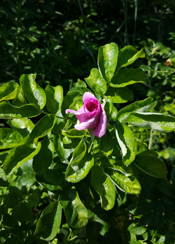 'Mysterion' rose photo