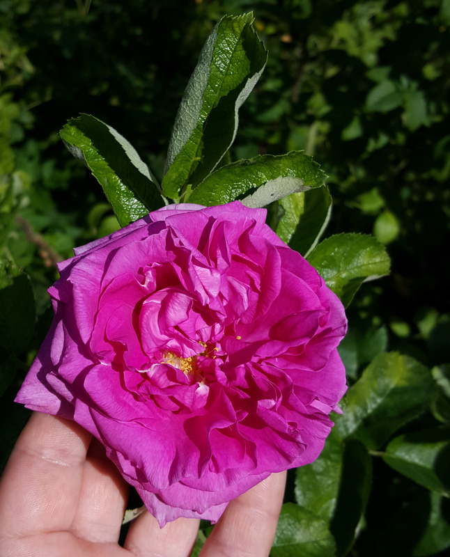 'Mysterion' rose photo