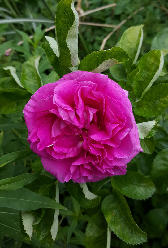 'Mysterion' rose photo