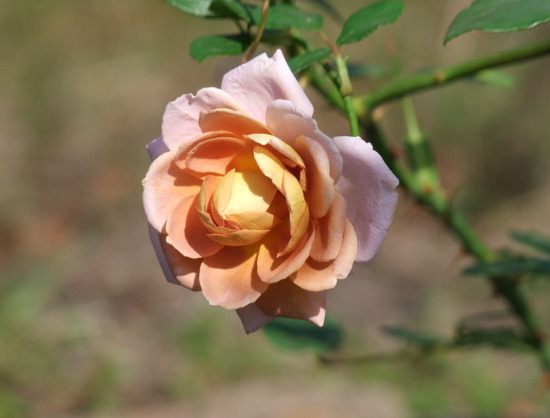 'Brownie (floribunda, Boerner 1958)' rose photo