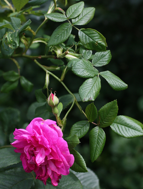 'Оккервиль' rose photo