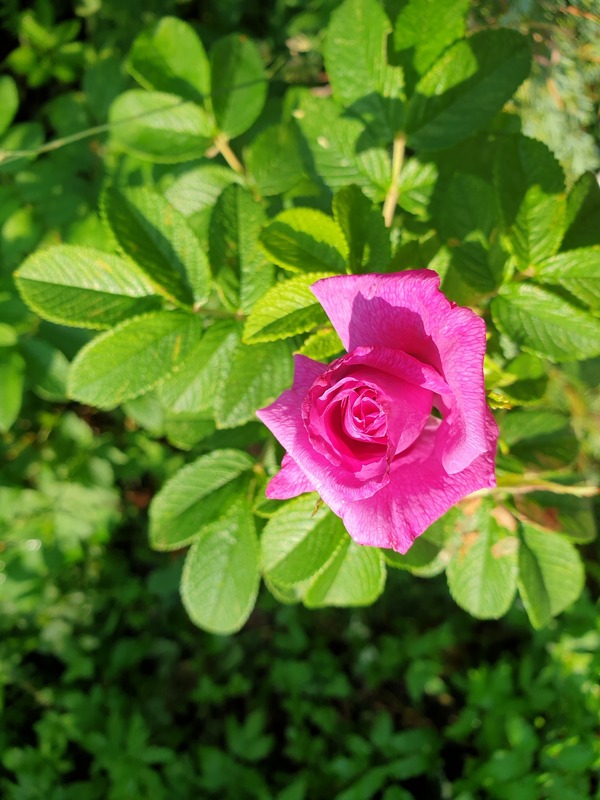 'South Park' rose photo