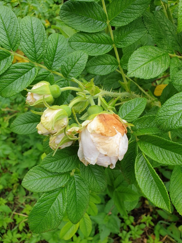 'Kenny McCormick' rose photo