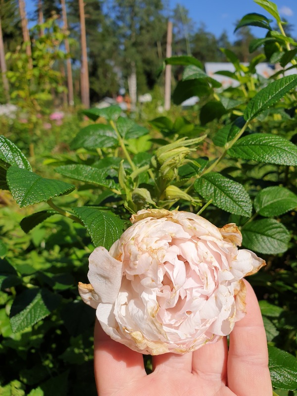 'Kenny McCormick' rose photo