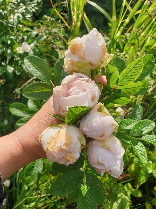 'Kenny McCormick' rose photo