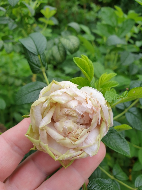 'Пломбир Крем-Брюле' rose photo