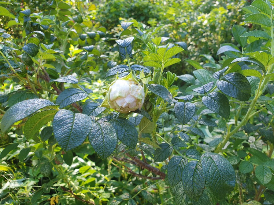 'Пломбир Крем-Брюле' rose photo