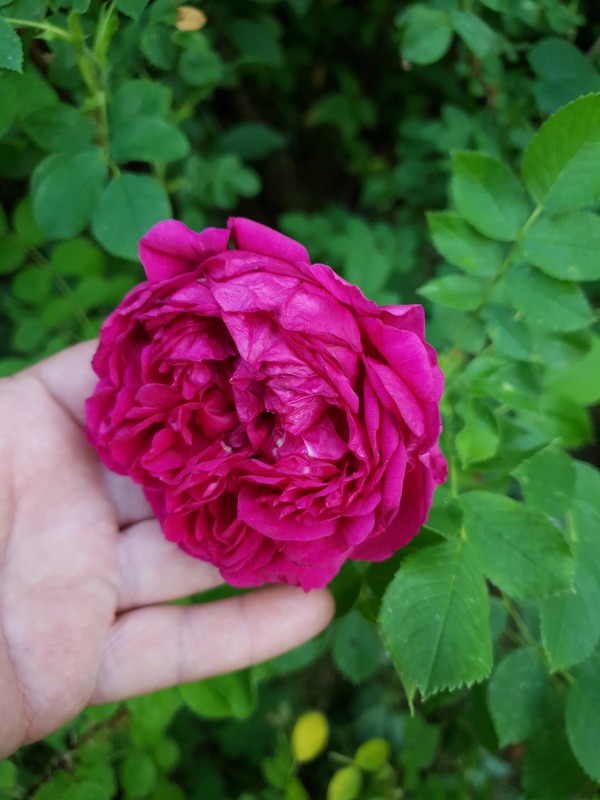 'Малиновый Бархат' rose photo