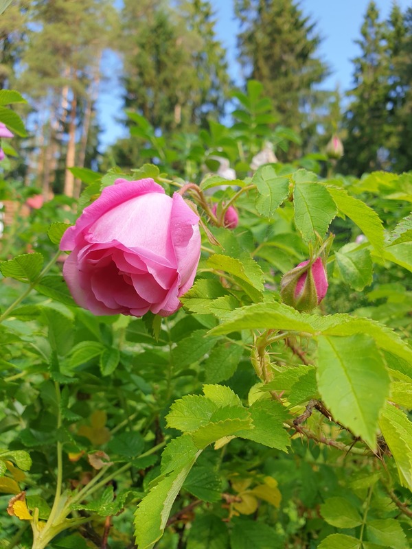 'Колокольчик' rose photo