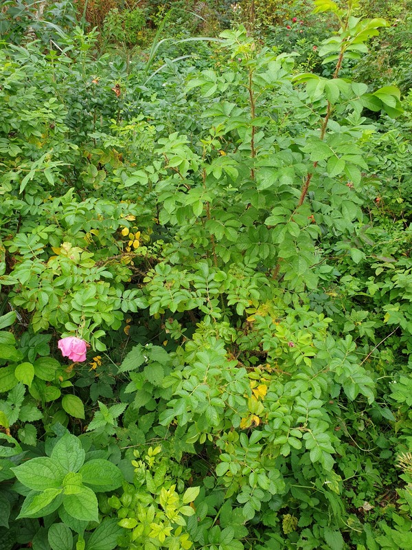 'Колокольчик' rose photo