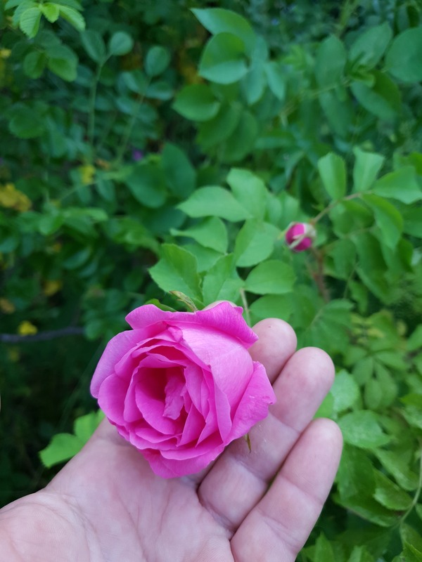 'Колокольчик' rose photo