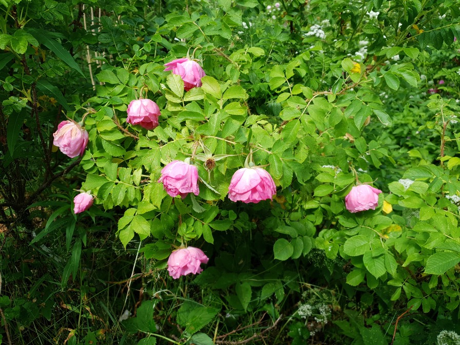 'Колокольчик' rose photo