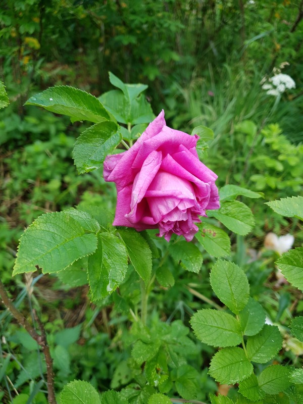 'Mysterion' rose photo