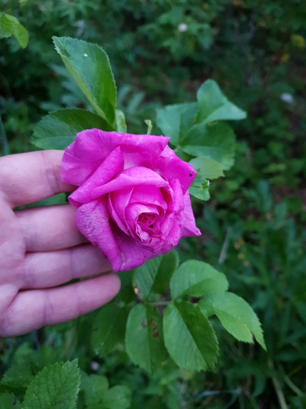 'Mysterion' rose photo