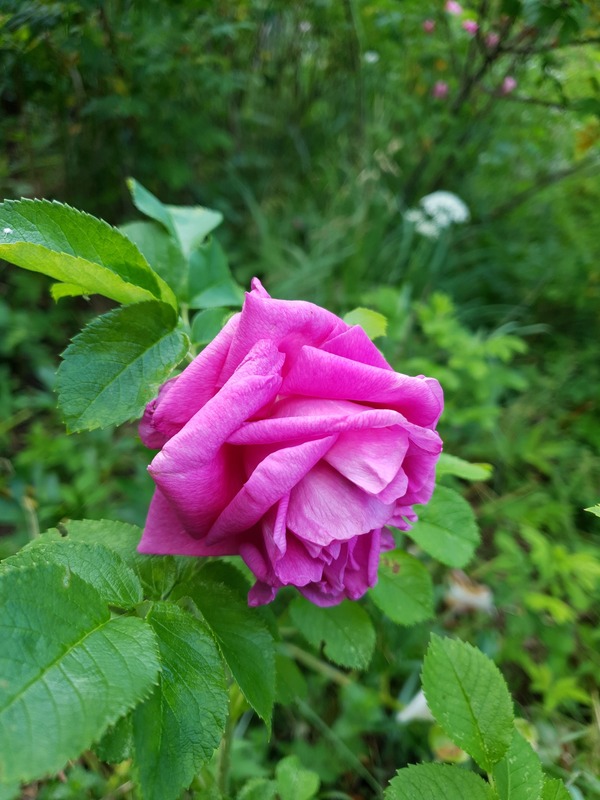 'Mysterion' rose photo
