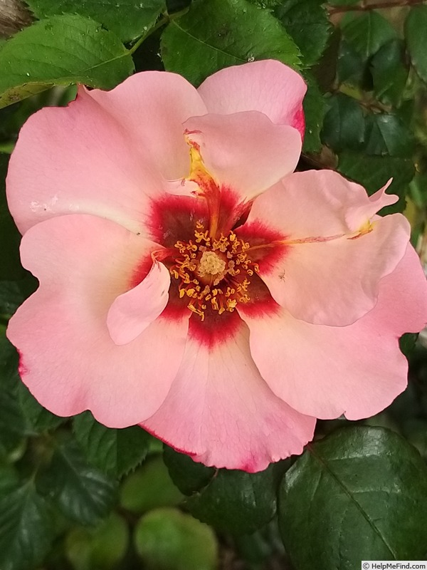 'Alissar, Princess of Phoenicia' rose photo