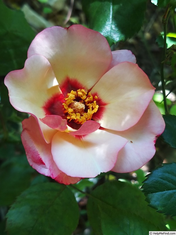 'Alissar, Princess of Phoenicia' rose photo