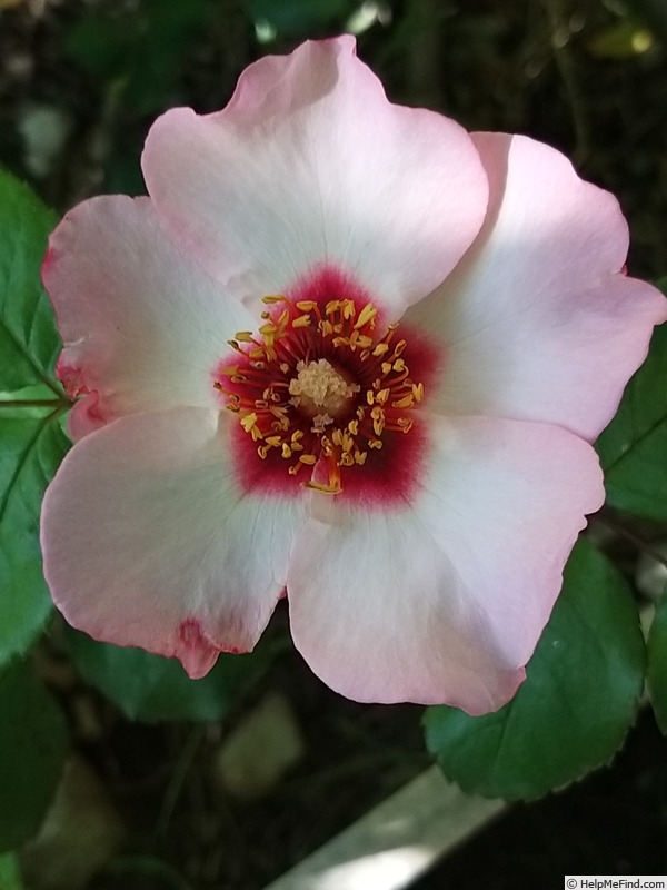 'Alissar, Princess of Phoenicia' rose photo