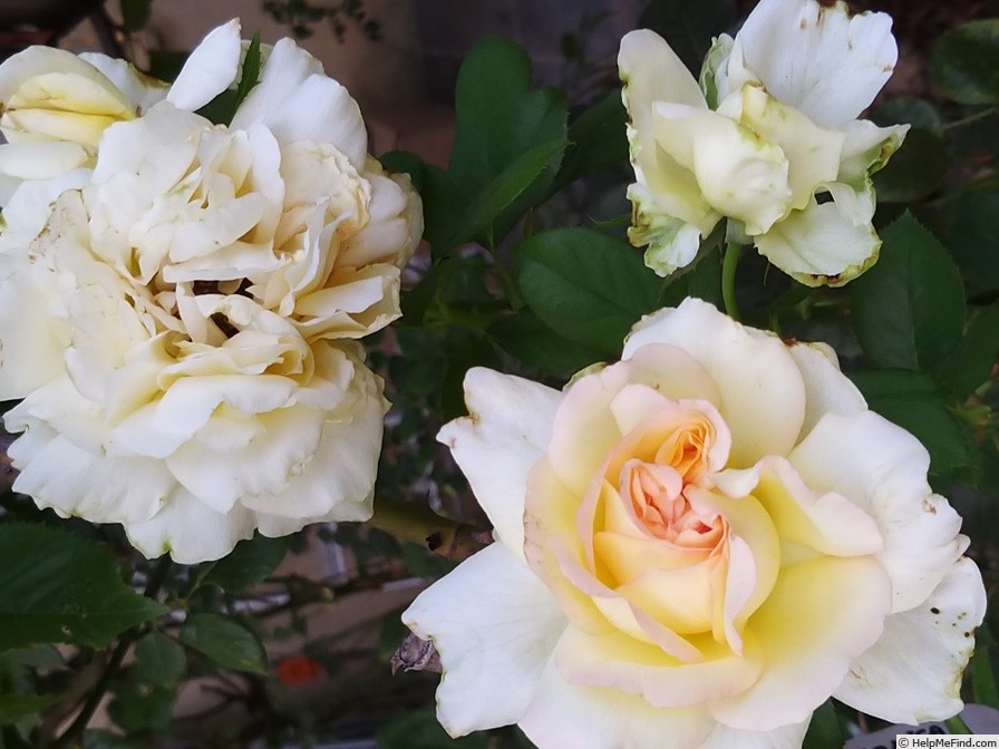 'Alphonse Daudet ®' rose photo