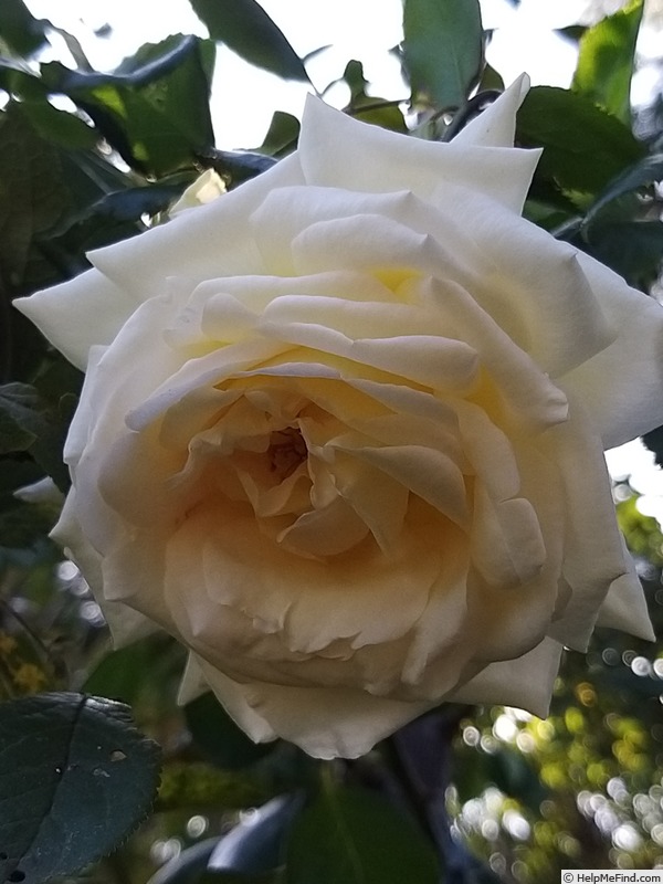 'Anastasia® (hybrid tea, Adam before 2011)' rose photo