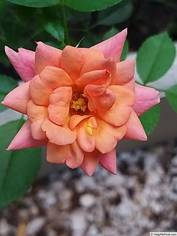 'Mandarin ®  (miniature, Kordes, 2003/16)' rose photo