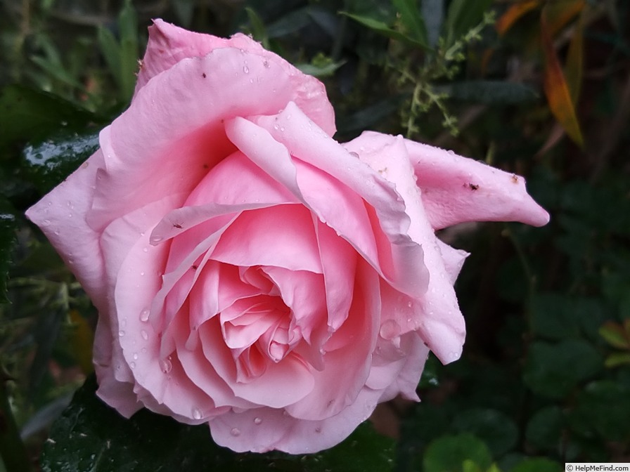 'Carole Bouquet' rose photo