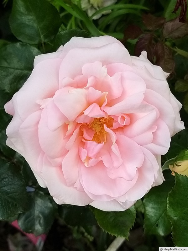 'Carole Bouquet' rose photo
