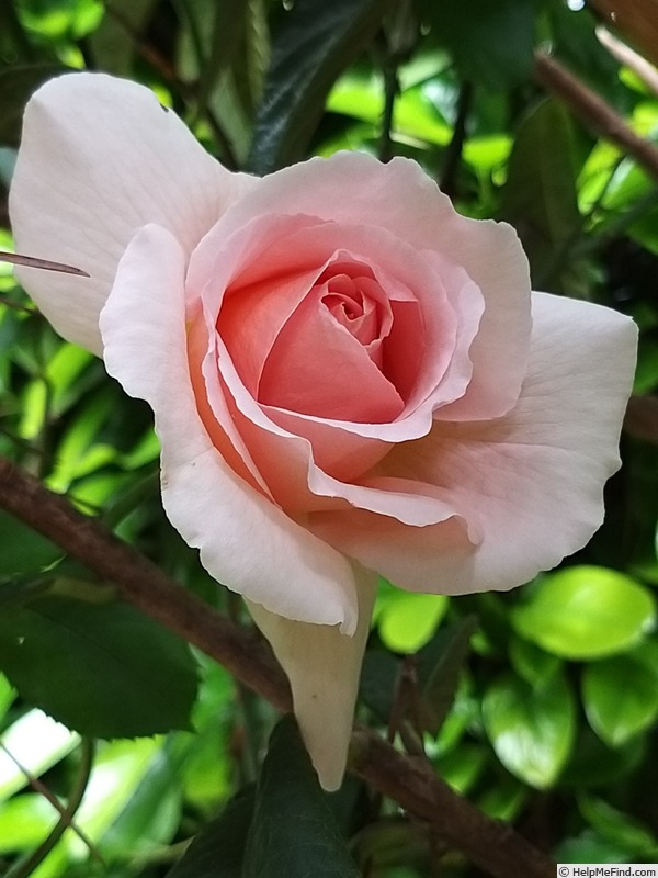 'André le Nôtre ®' rose photo