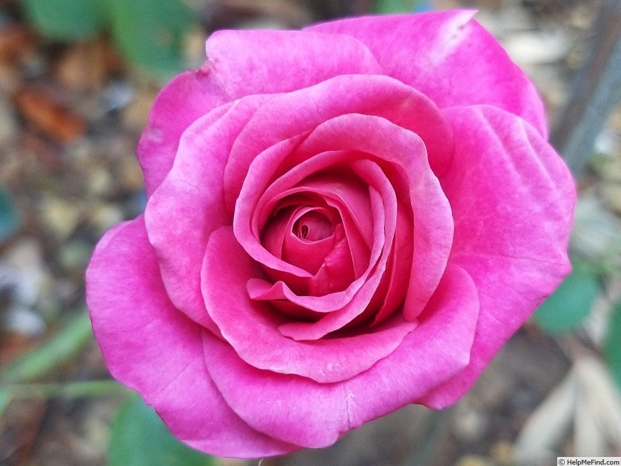 'Anne-Sophie Pic' rose photo