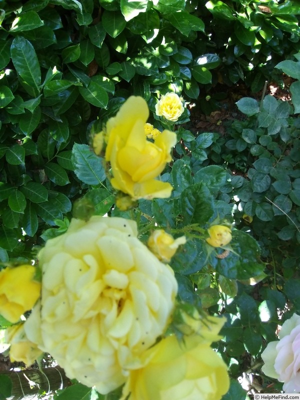 'Anny Duperey ®' rose photo
