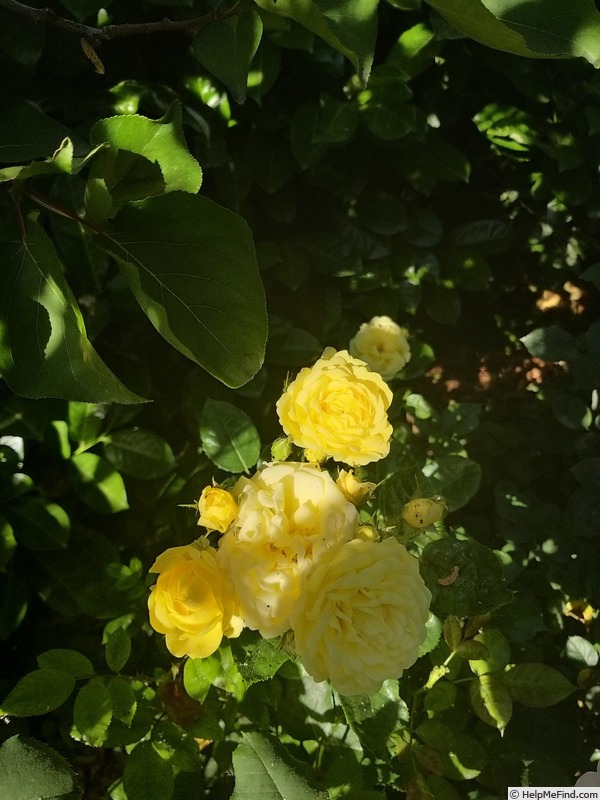 'Anny Duperey ®' rose photo