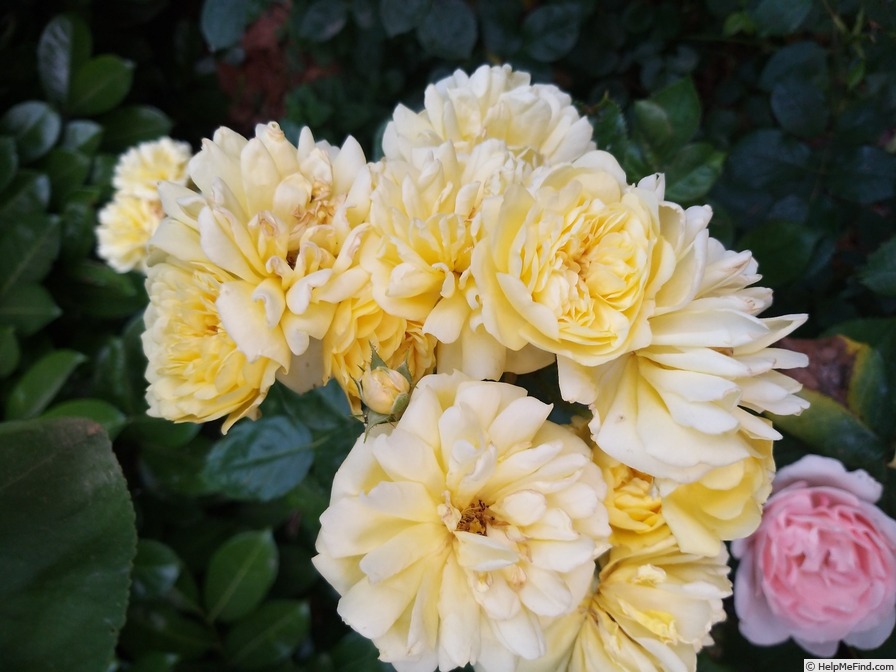 'Anny Duperey ®' rose photo