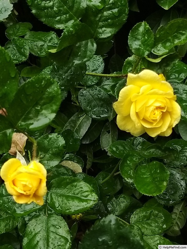 'Anny Duperey ®' rose photo
