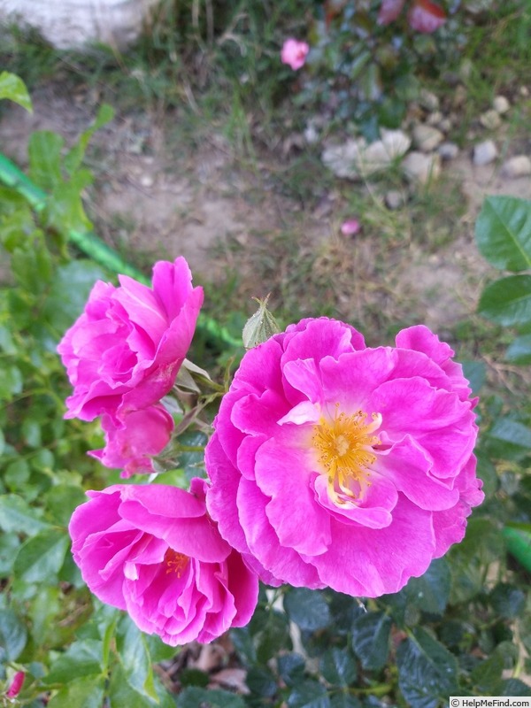 'Baby Blue ®' rose photo