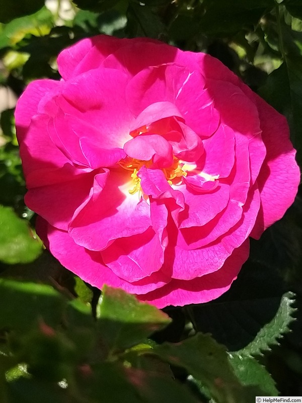 'Baby Blue ®' rose photo