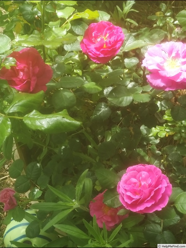 'Baby Blue ®' rose photo