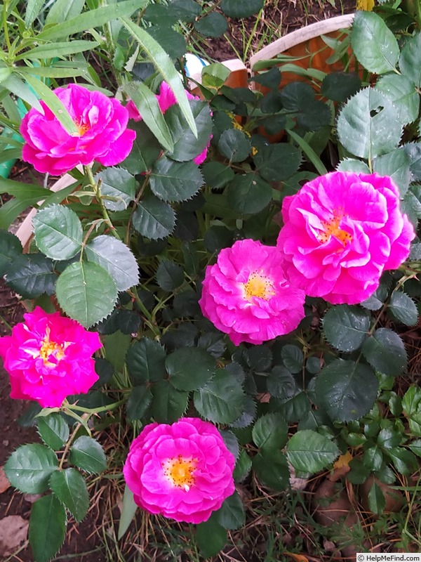 'Baby Blue ®' rose photo