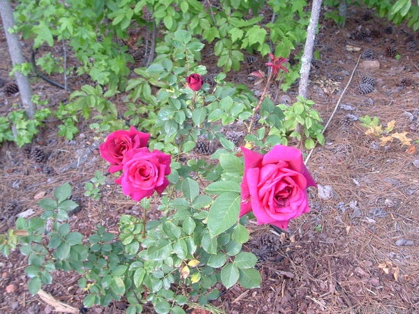 'Mirandy (Hybrid Tea, Lammerts 1944)' rose photo
